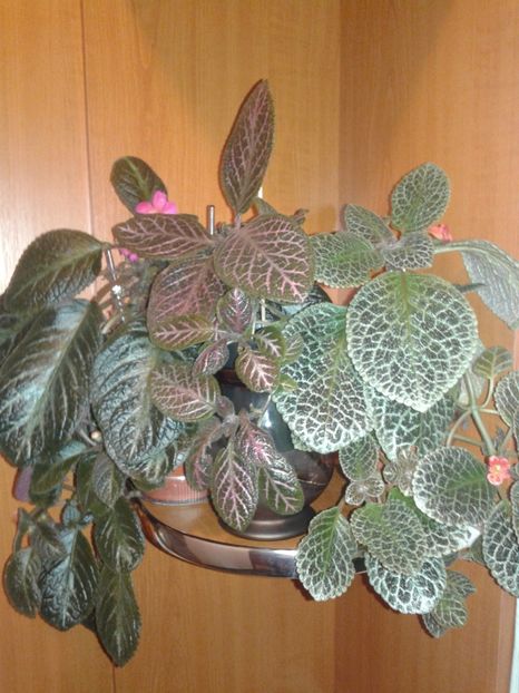  - EPISCIA