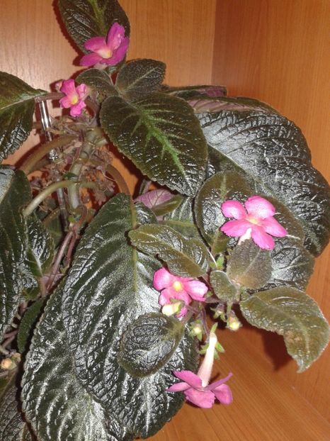  - EPISCIA