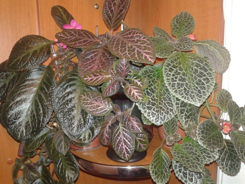  - EPISCIA