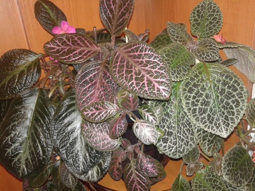  - EPISCIA