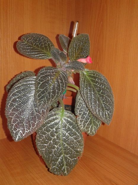  - EPISCIA