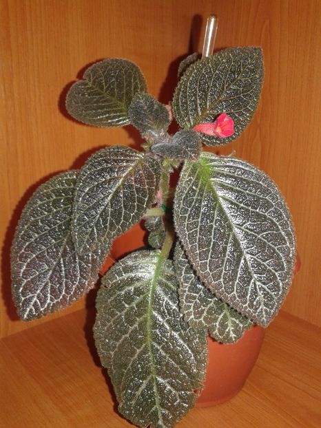  - EPISCIA