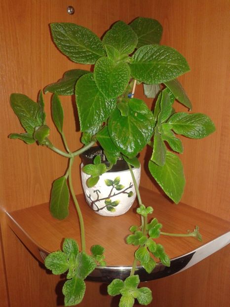  - EPISCIA