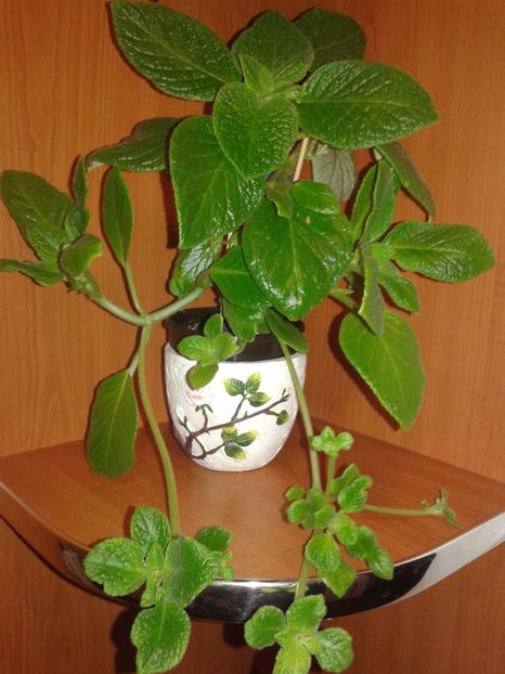  - EPISCIA