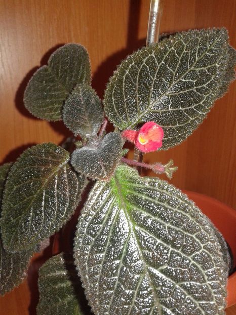 - EPISCIA