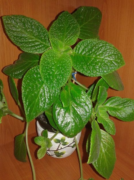  - EPISCIA