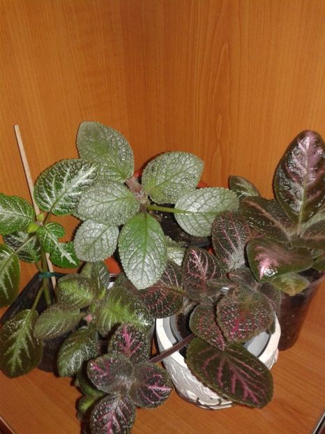  - EPISCIA