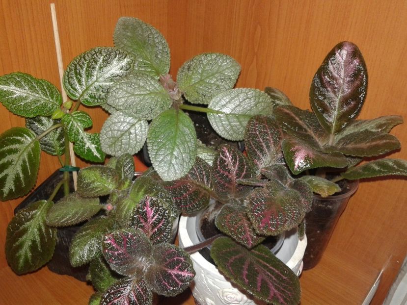  - EPISCIA