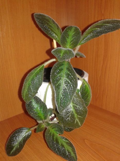  - EPISCIA