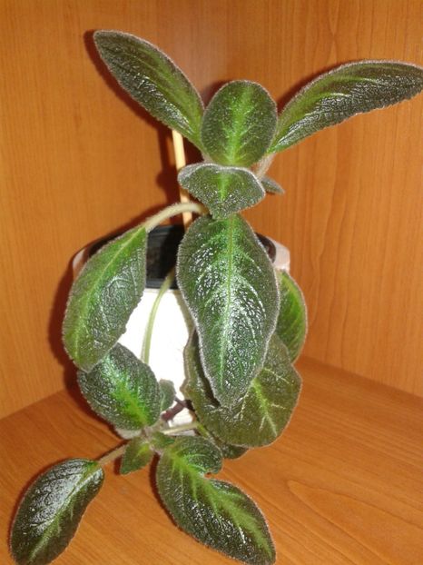  - EPISCIA