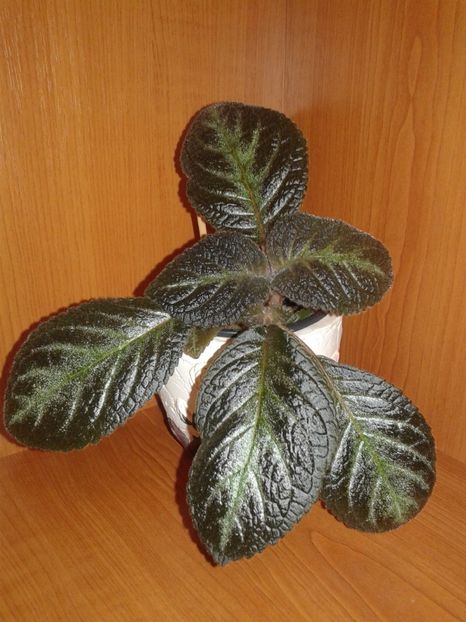  - EPISCIA