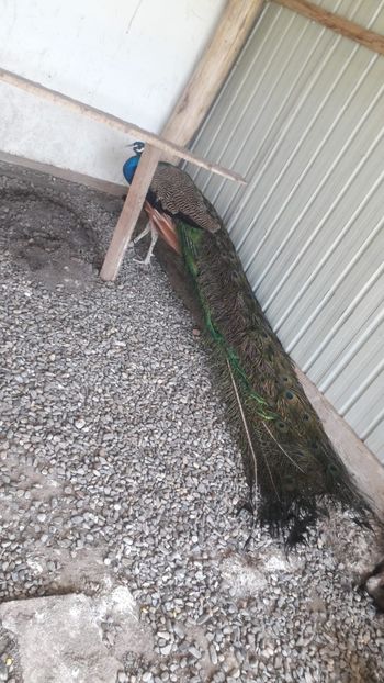 IMG-20180530-WA0091 - P--Pauni Indian Blue