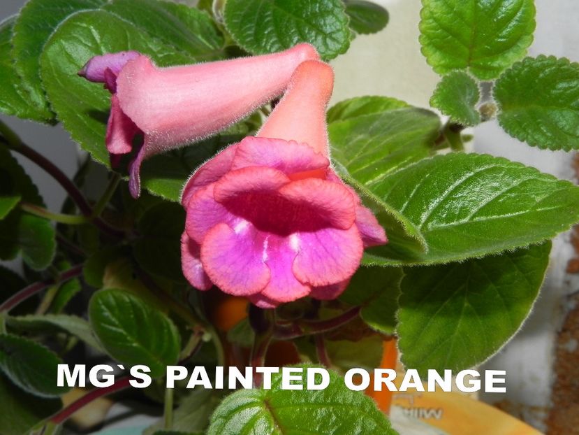 Sinningia MG`s Painted Orange - Sinningia