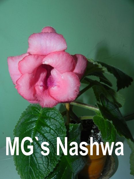 Sinningia MG`s  Naswa - Sinningia