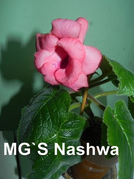 Sinningia MG`s  Naswa - Sinningia