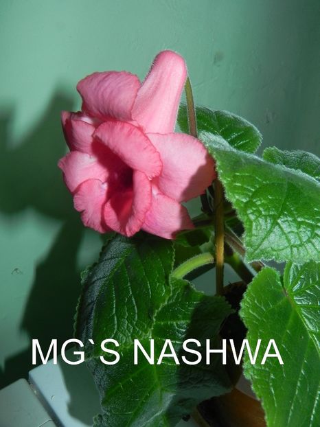 Sinningia MG`s  Naswa - Sinningia