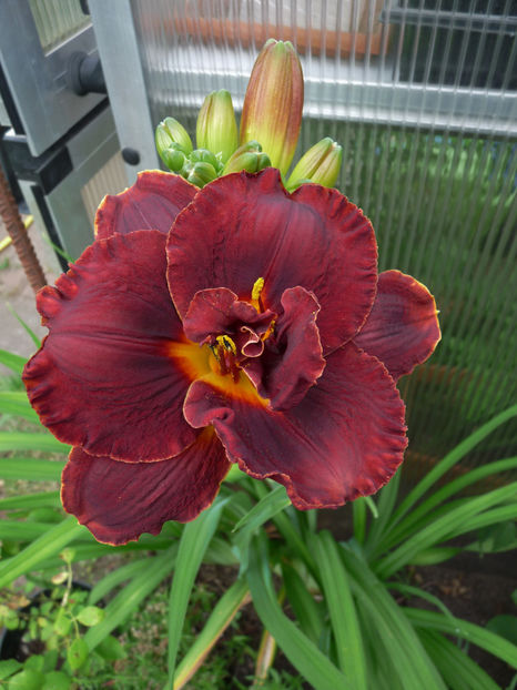 03 - Hemerocallis