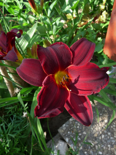  - Hemerocallis