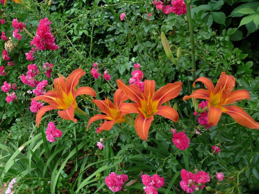  - Hemerocallis
