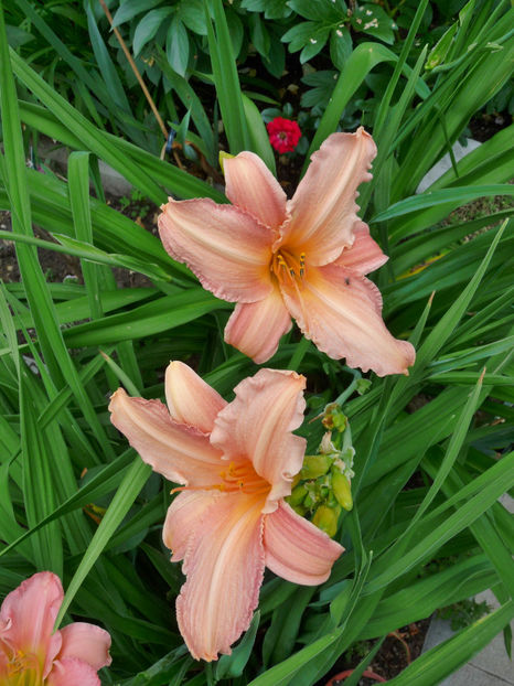  - Hemerocallis