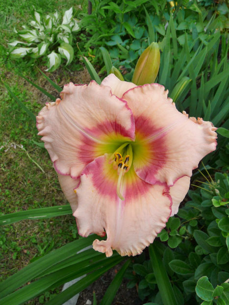  - Hemerocallis
