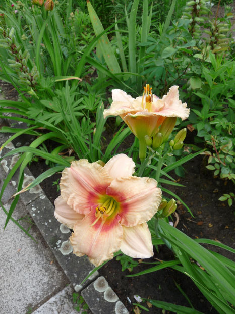  - Hemerocallis