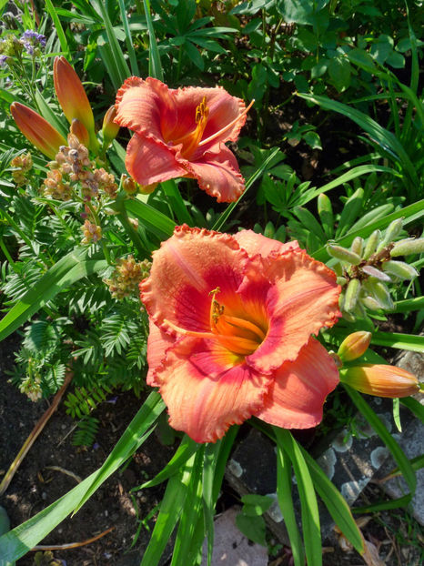  - Hemerocallis
