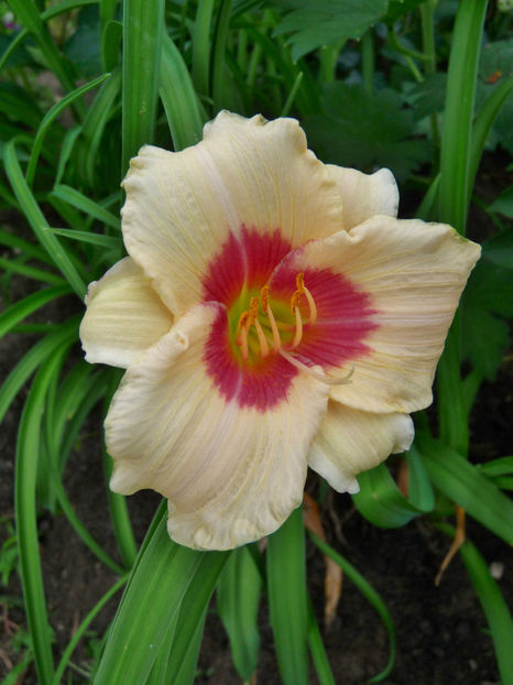  - Hemerocallis