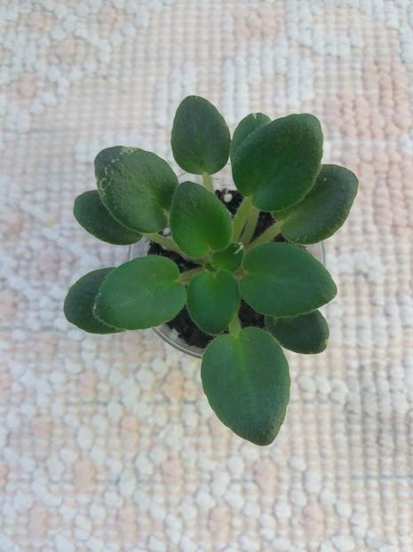 22 iunie - Toy Castle