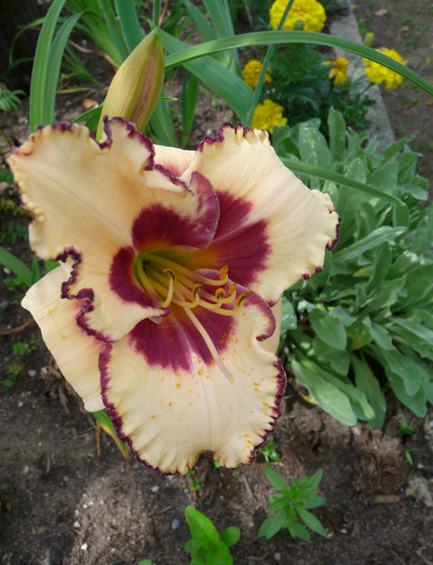  - Hemerocallis