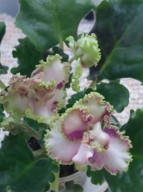 9 iunie - ZZ LE Zelenyi Atoll