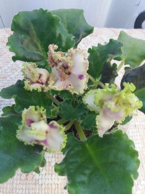 19 iunie - ZZ LE Zelenyi Atoll