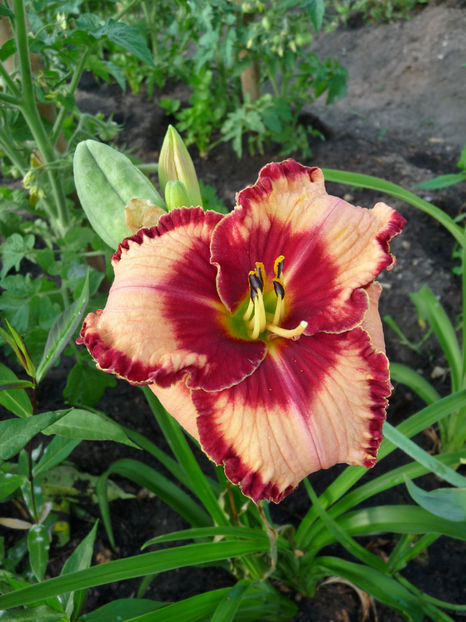  - Hemerocallis