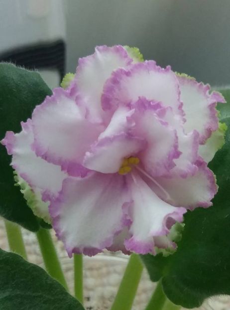 9 iunie - ZZ Georgia sport