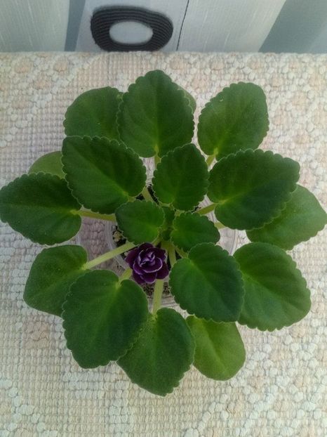 20 iunie - ZZ Mac s Glacial Grape