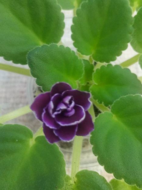 20 iunie - ZZ Mac s Glacial Grape