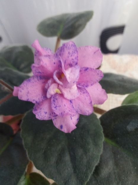 11 iunie - Cathedral