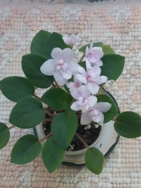 9 iunie - ZZ Rob s Boolaroo