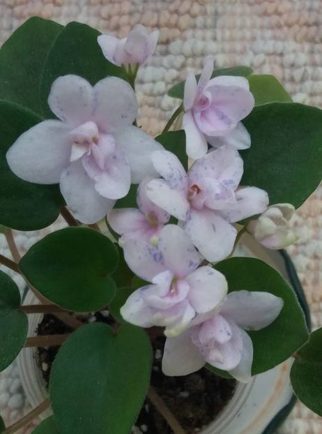 9 iunie - ZZ Rob s Boolaroo