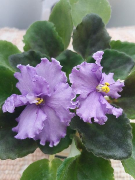 9 iunie - ZZ Grape Glory