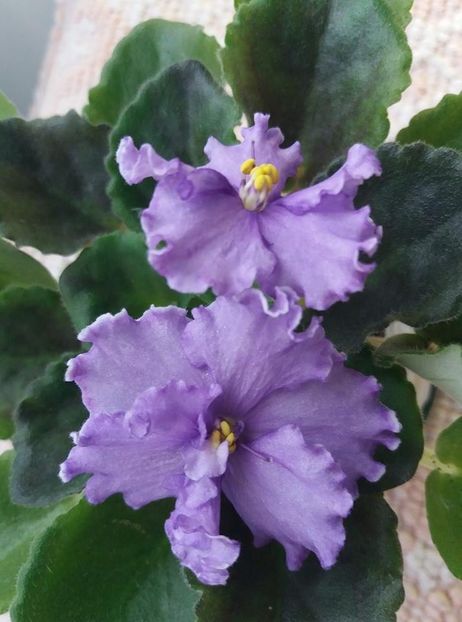 9 iunie - ZZ Grape Glory