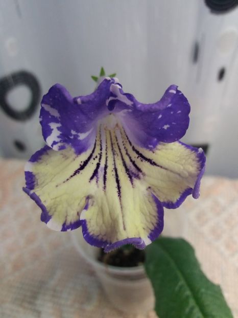 11 iunie - DS Meteor Shower