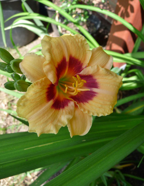  - Hemerocallis
