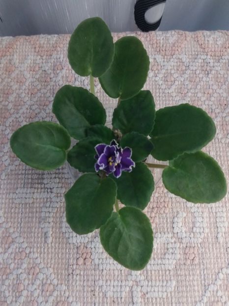 11 iunie - ZZ LE Fandango