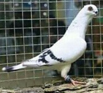  - ZBURĂTOR DE DAMASC