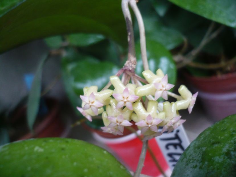 22.06.2018 - HOYA 2018-1