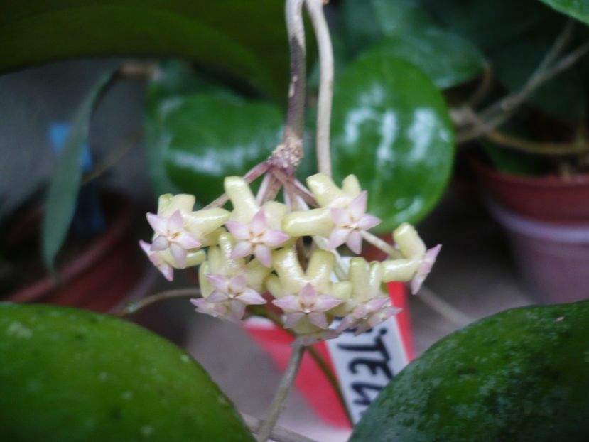 P1380241 - HOYA 2018-1