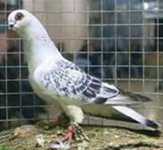  - ZBURĂTOR DE DAMASC