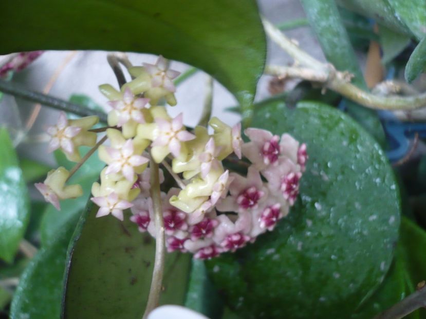 P1380247 - HOYA 2018-1