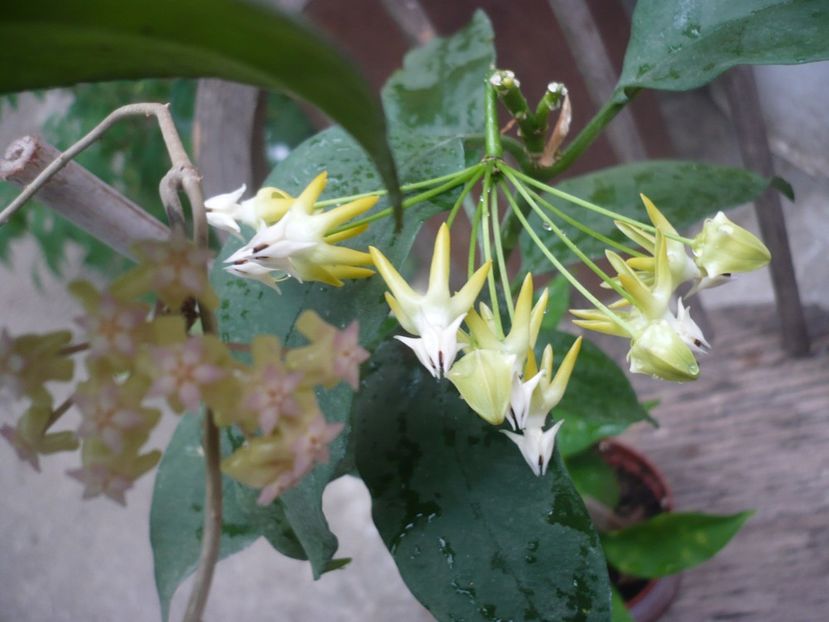 P1380249 - HOYA 2018-1